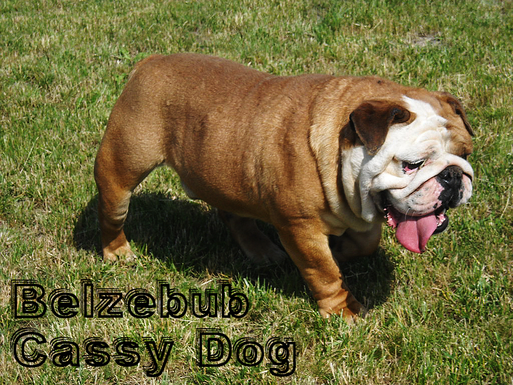 BELZEBUB_CASSY_DOG